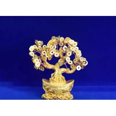 cây phát tài - cây phát lộc cây phát tài - cây phát lộc