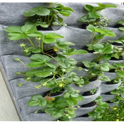 túi trồng cây treo tường